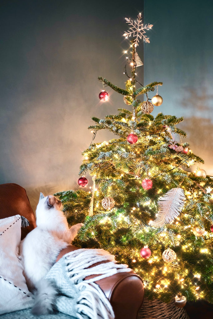 🎁 HOW TO KEEP YOUR CATS SAFE DURING THE HOLIDAYS 🎄